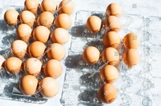 Egg Poultry