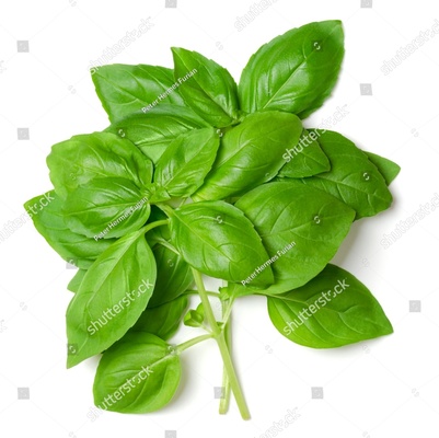 Basil