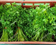 Parsley